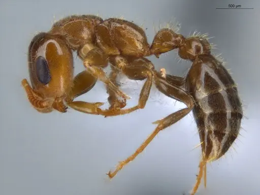 Pseudomyrmex viduus - ECOFOG-HC-0002-01