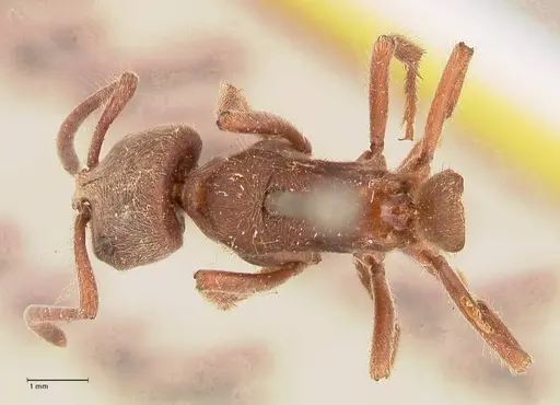 Pseudoneoponera barbata specimen