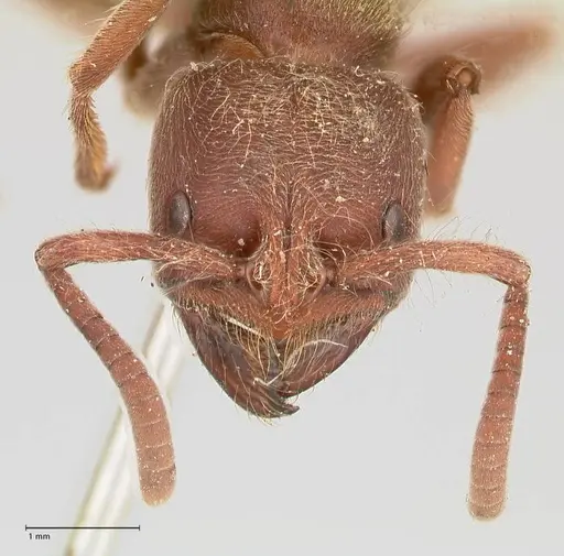 Pseudoneoponera barbata specimen