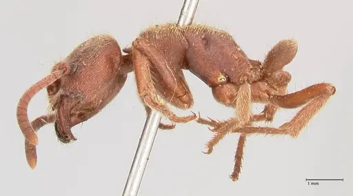 Pseudoneoponera barbata specimen