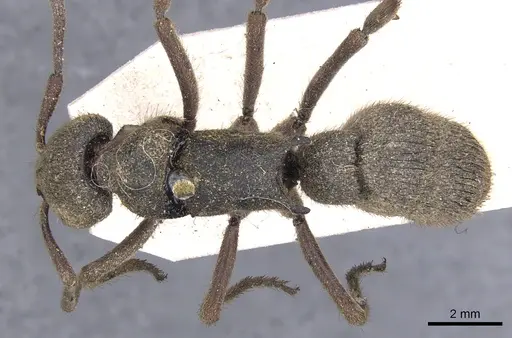 Pseudoneoponera bispinosa specimen