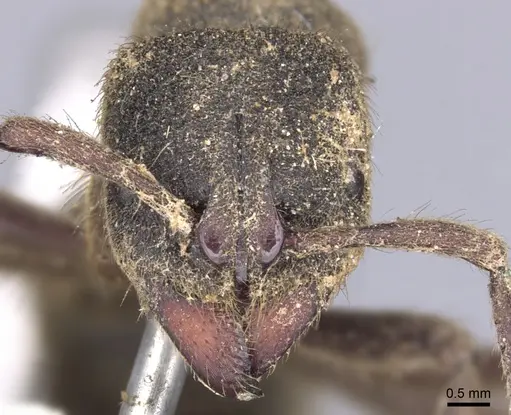 Pseudoneoponera bispinosa specimen