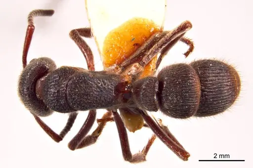 Pseudoneoponera denticulata specimen