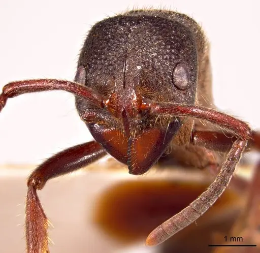 Pseudoneoponera denticulata specimen