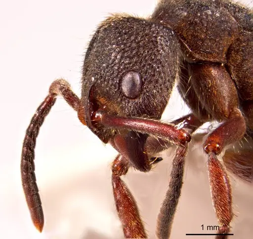 Pseudoneoponera denticulata specimen