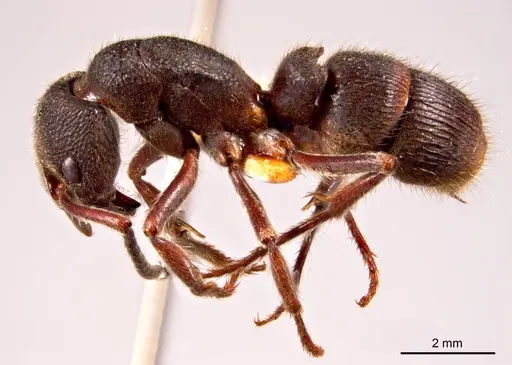 Pseudoneoponera denticulata - ANTWEB1008687