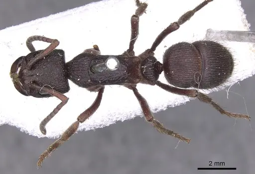 Pseudoneoponera denticulata - CASENT0902502