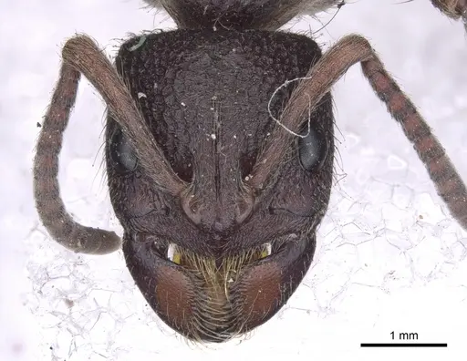 Pseudoneoponera denticulata - CASENT0902502