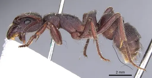 Pseudoneoponera denticulata - CASENT0902502