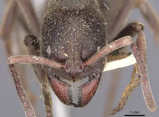 Pseudoneoponera dubitata specimen