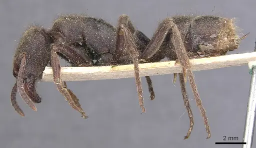 Pseudoneoponera dubitata specimen