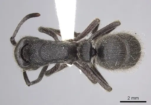 Pseudoneoponera excavata specimen