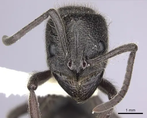Pseudoneoponera excavata specimen