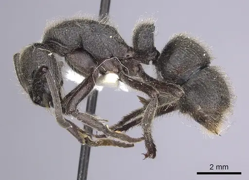 Pseudoneoponera excavata specimen