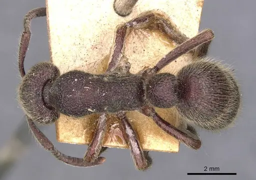 Pseudoneoponera havilandi specimen