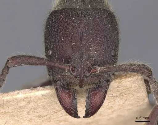 Pseudoneoponera havilandi specimen