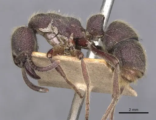 Pseudoneoponera havilandi specimen