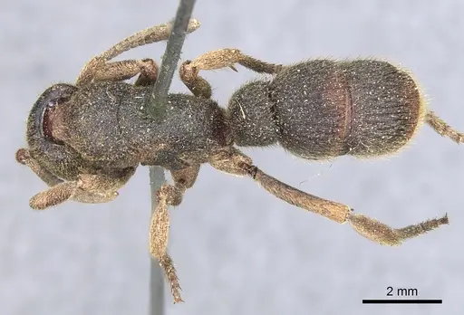 Pseudoneoponera insularis specimen