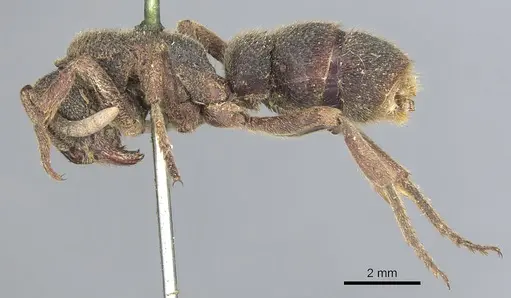 Pseudoneoponera insularis specimen
