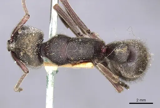 Pseudoneoponera mayri specimen