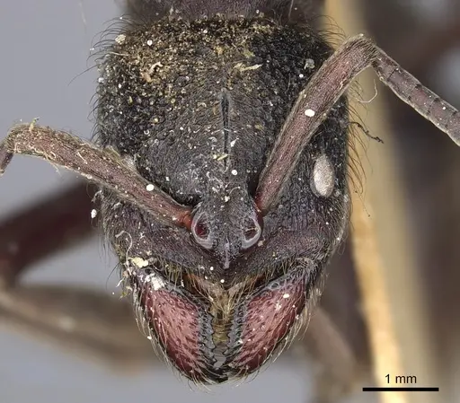 Pseudoneoponera mayri specimen