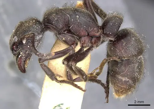 Pseudoneoponera mayri specimen