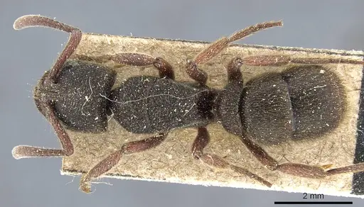 Pseudoneoponera obesa specimen