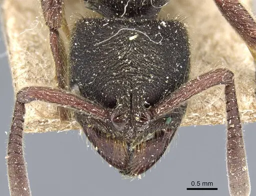 Pseudoneoponera obesa specimen