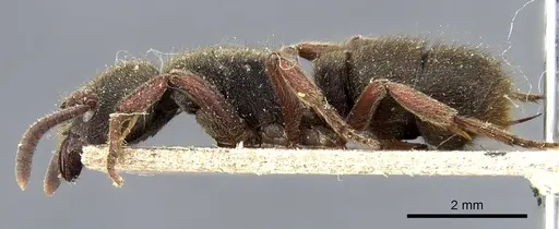 Pseudoneoponera obesa specimen