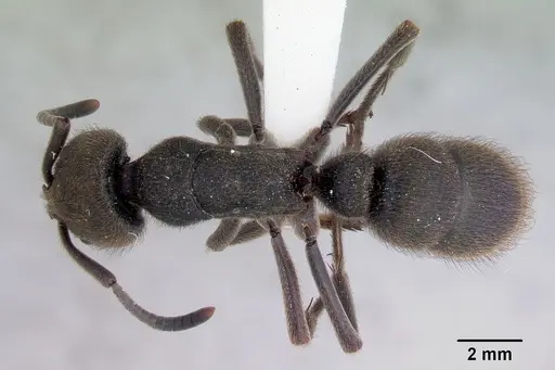 Pseudoneoponera oculata specimen