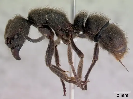 Pseudoneoponera oculata specimen