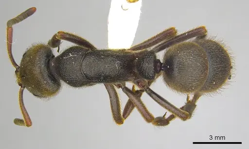 Pseudoneoponera oculata - CASENT0249187