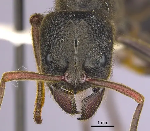 Pseudoneoponera oculata - CASENT0249187