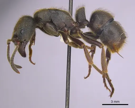 Pseudoneoponera oculata - CASENT0249187