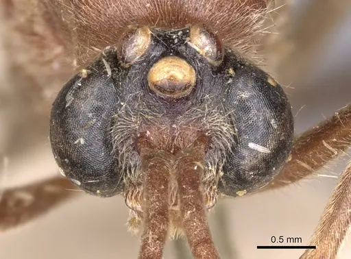 Pseudoneoponera oculata - CASENT0902504