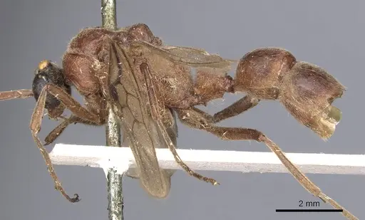 Pseudoneoponera oculata - CASENT0902504