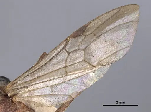 Pseudoneoponera oculata - CASENT0902504