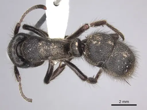 Pseudoneoponera piliventris specimen