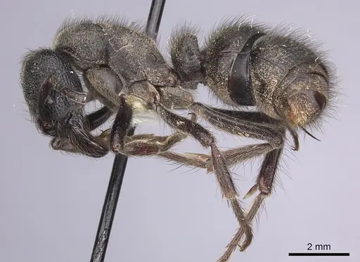 Pseudoneoponera piliventris specimen