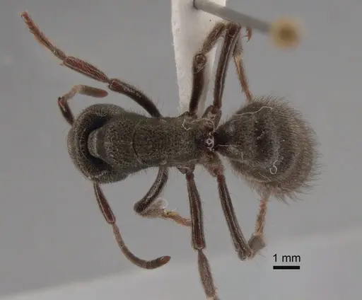 Pseudoneoponera piliventris - CASENT0886709