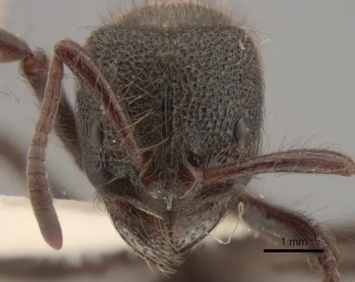 Pseudoneoponera piliventris - CASENT0886709