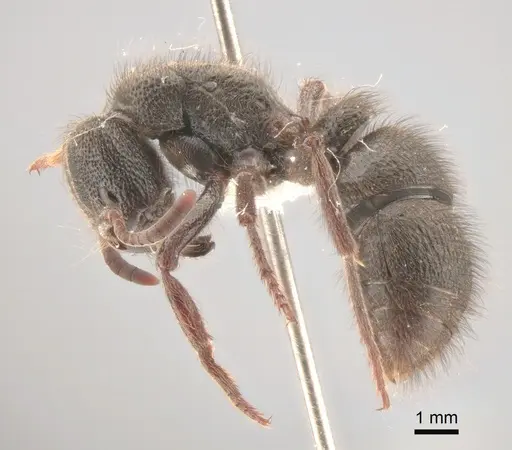 Pseudoneoponera piliventris - CASENT0886709