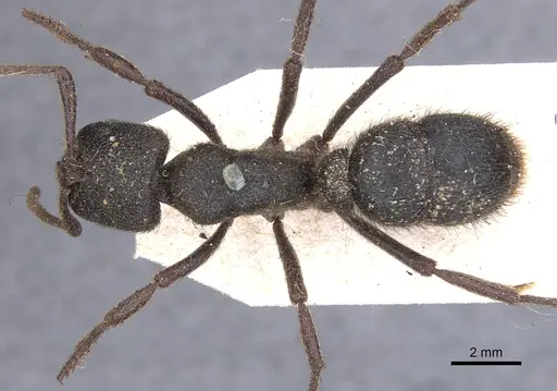 Pseudoneoponera piliventris - CASENT0902500