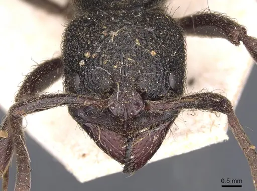 Pseudoneoponera piliventris - CASENT0902500