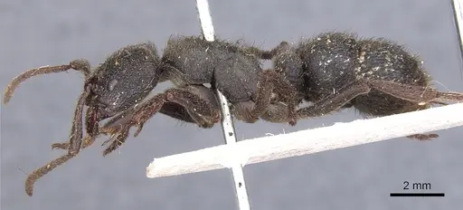 Pseudoneoponera piliventris - CASENT0902500