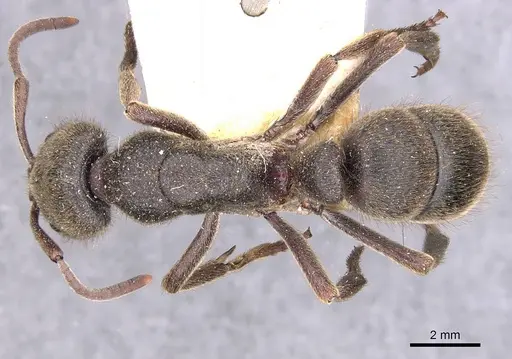 Pseudoneoponera piliventris - CASENT0907258