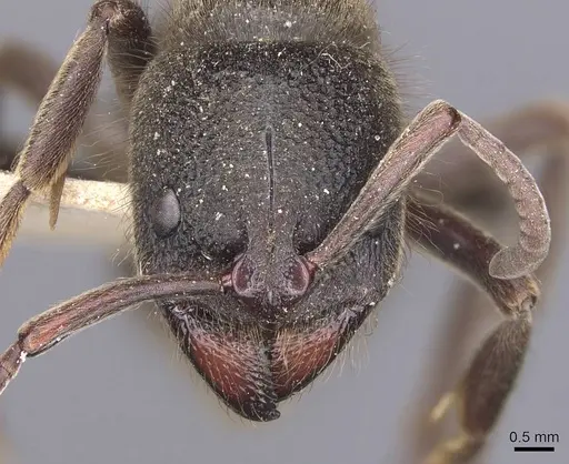 Pseudoneoponera piliventris - CASENT0907258