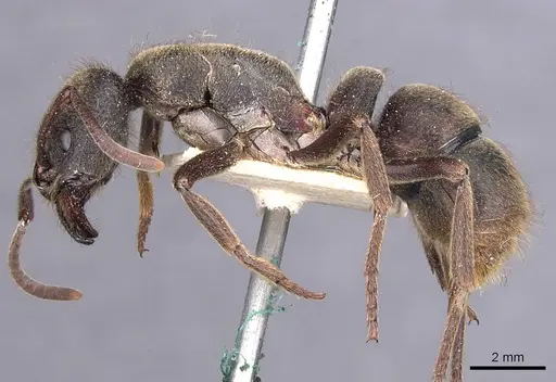 Pseudoneoponera piliventris - CASENT0907258