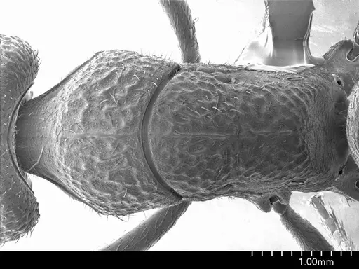 Pseudoneoponera porcata specimen