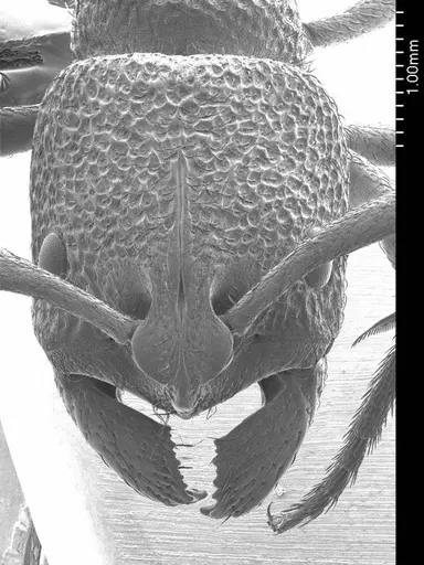 Pseudoneoponera porcata specimen